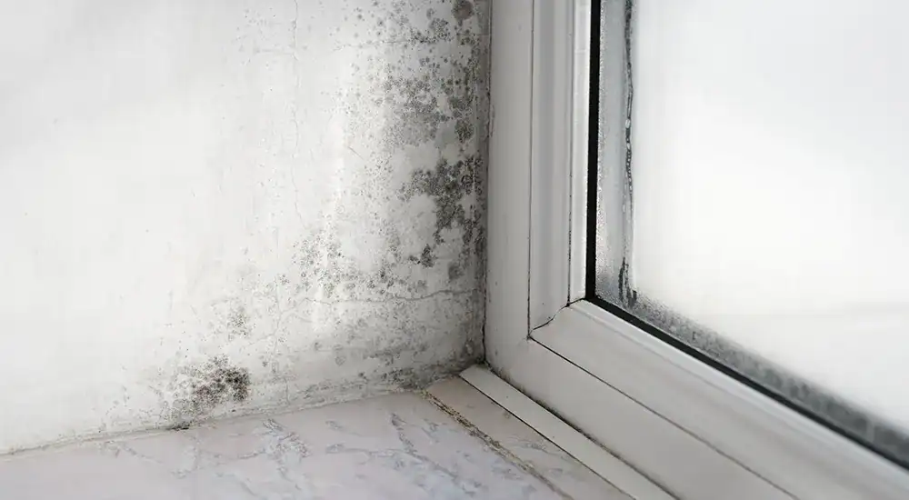 muffa-intorno-alle-finestre-cause-e-rimedi